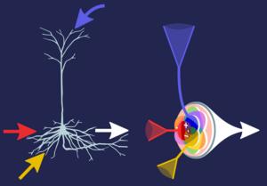 Signal_neurons