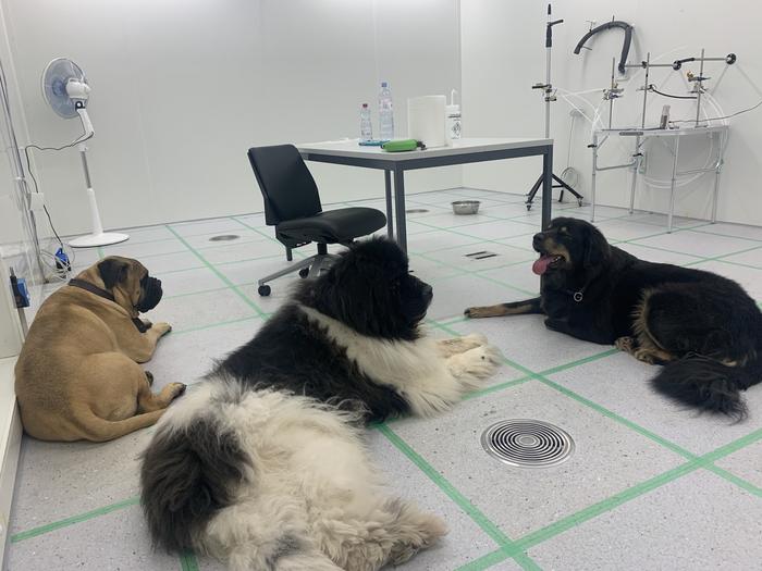 Big and small dogs both impact indoor air quality, just differently