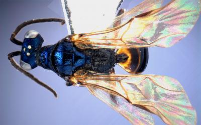 <i>C. sinensis</i>