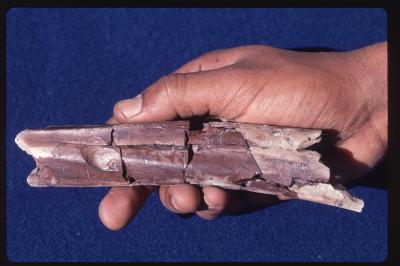 Linear Marks And Pits On A 2.5 Million-Year-Old Ungulate Leg Bone From Bouri, Ethiopia