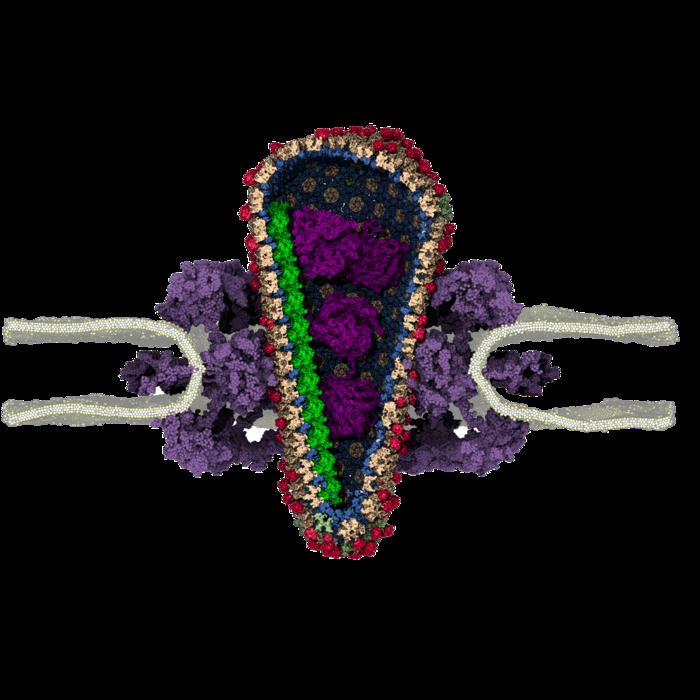 Close-up of the capsid structure