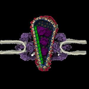 Close-up of the capsid structure