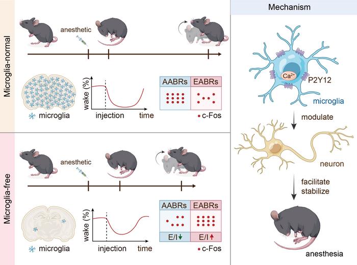 Schematic summary of this study.