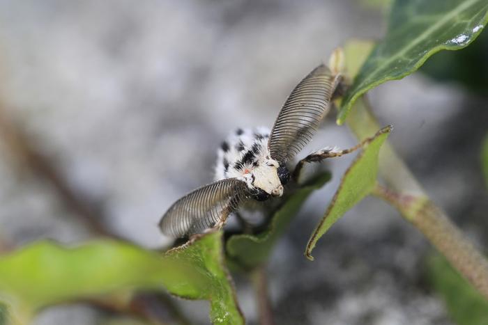 Black Arches moth