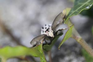 Black Arches moth