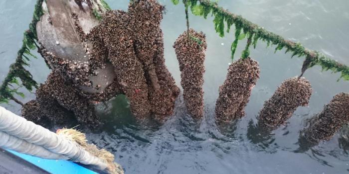 Mussels attached to a mussel seed collector.