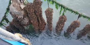 Mussels attached to a mussel seed collector.