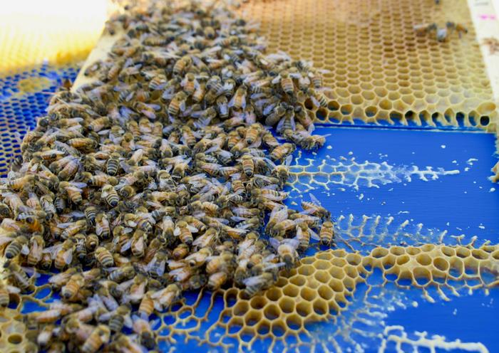 Busy bees can build the right hive from tricky foundations