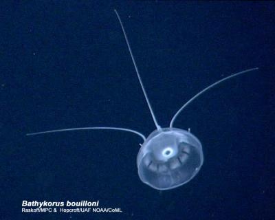 <i>Bathykorus bouilloni</i>