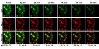 Intracellular pH Sensing