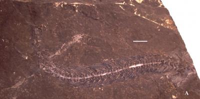 <i>Adriosaurus microbrachis</i> 1 (of 3)