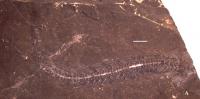 <i>Adriosaurus microbrachis</i> 1 (of 3)