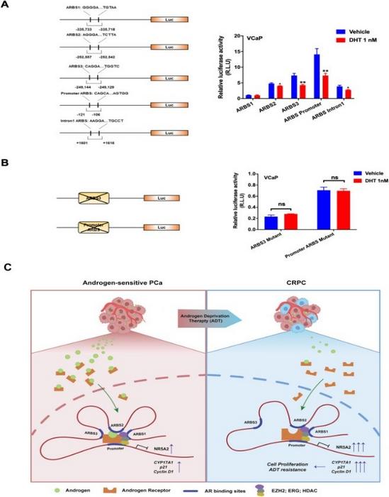 AR signaling mediates transrepression of the NR5A2 gene
