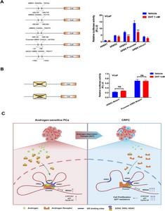 AR signaling mediates transrepression of the NR5A2 gene