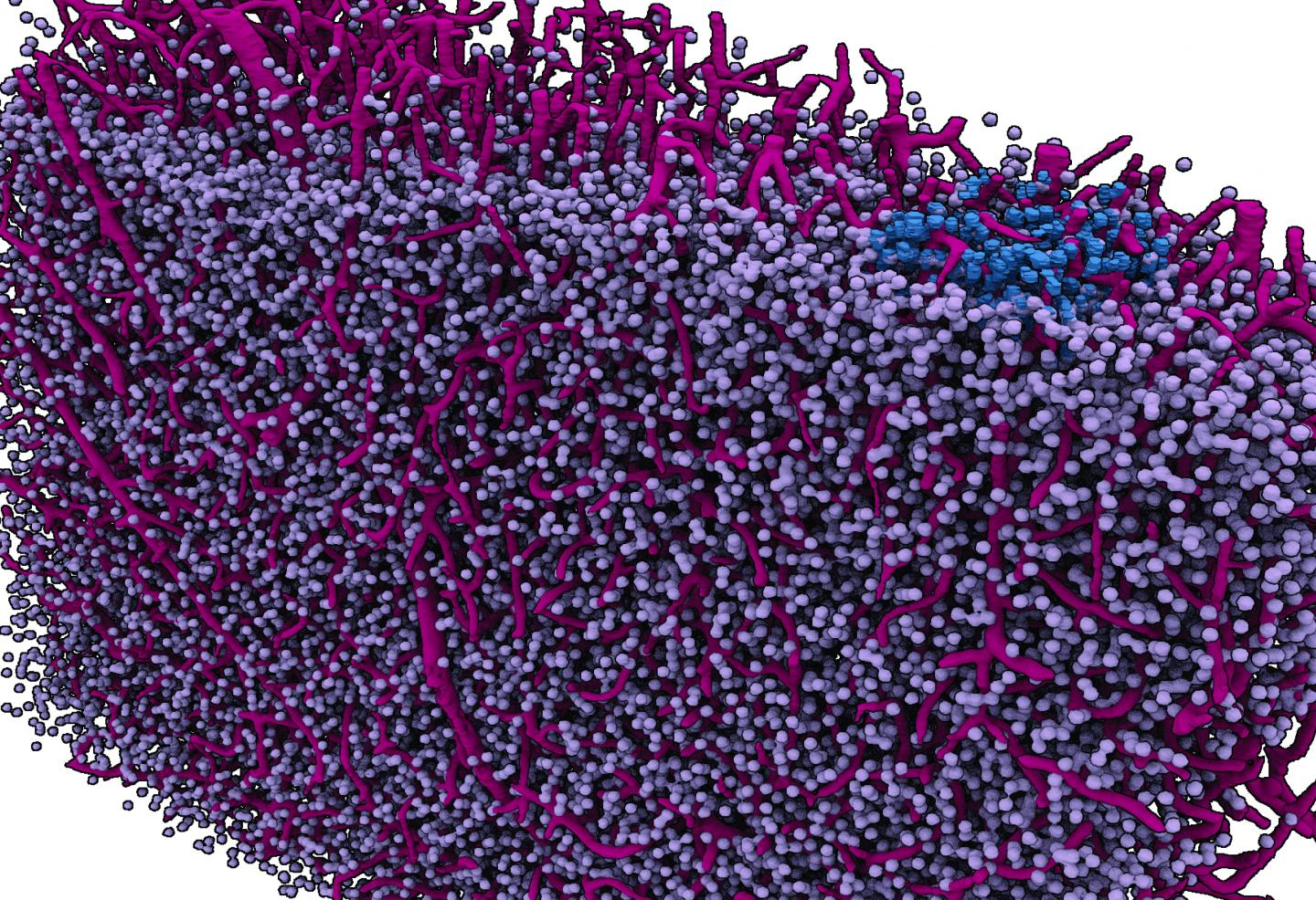 Navigational View of the Brain