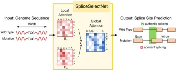 Hierarchical Artificial Intelligence Maps Long-Range DNA Signals Controlling RNA Splicing