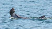 Dolphin Shelling