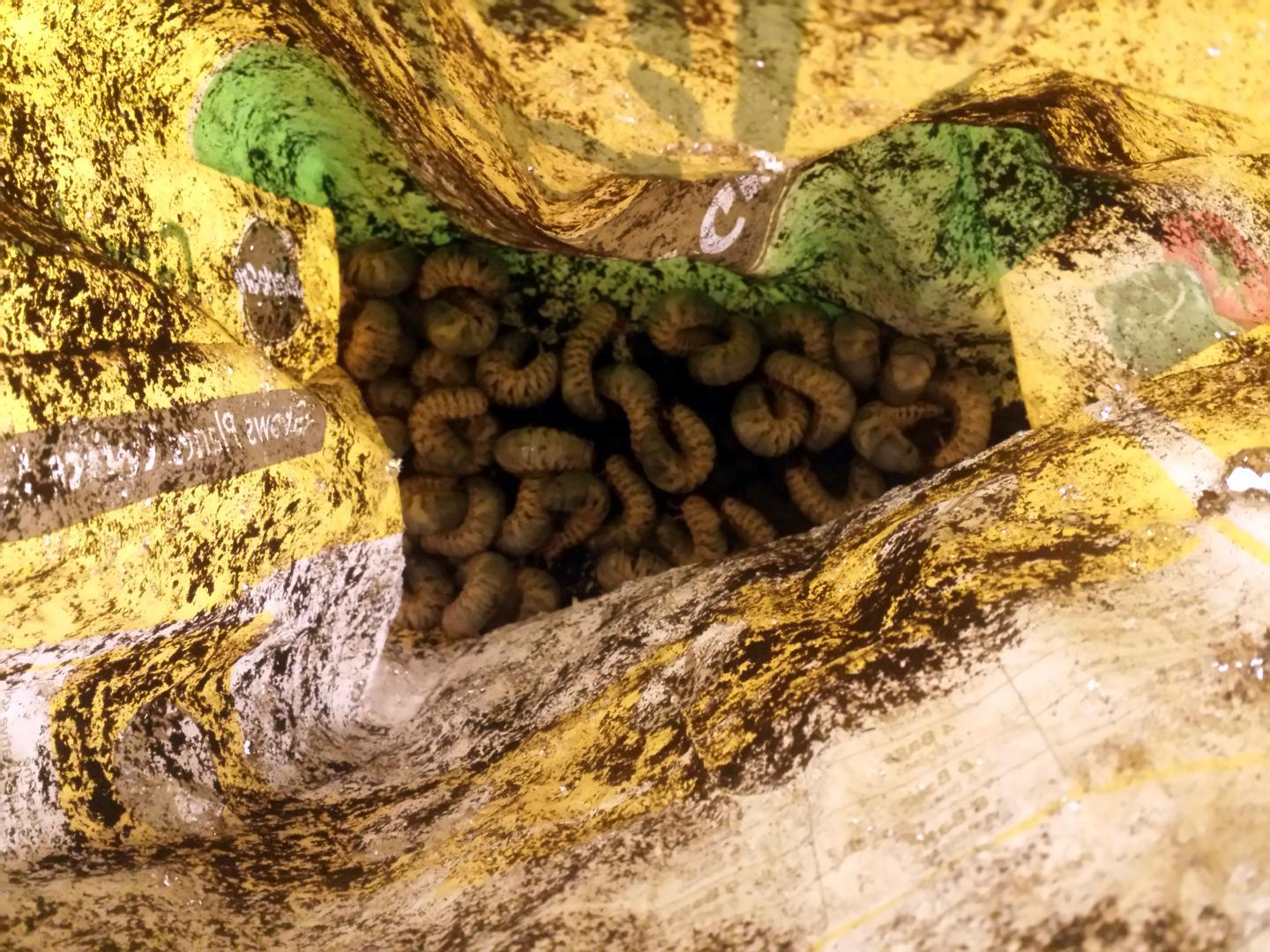 Bag o' Grubs