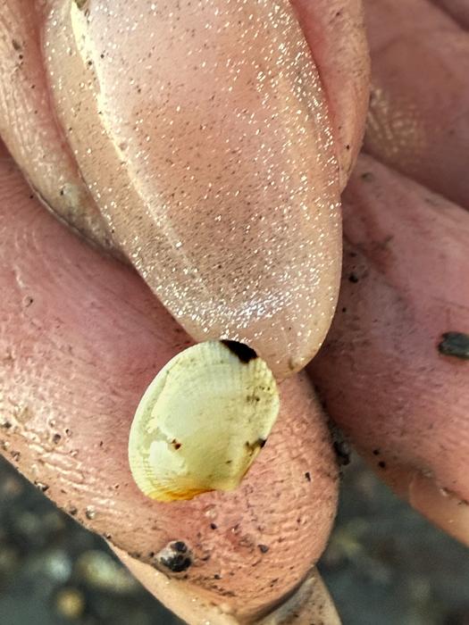 Aly Putnam holding a baby Manila clam