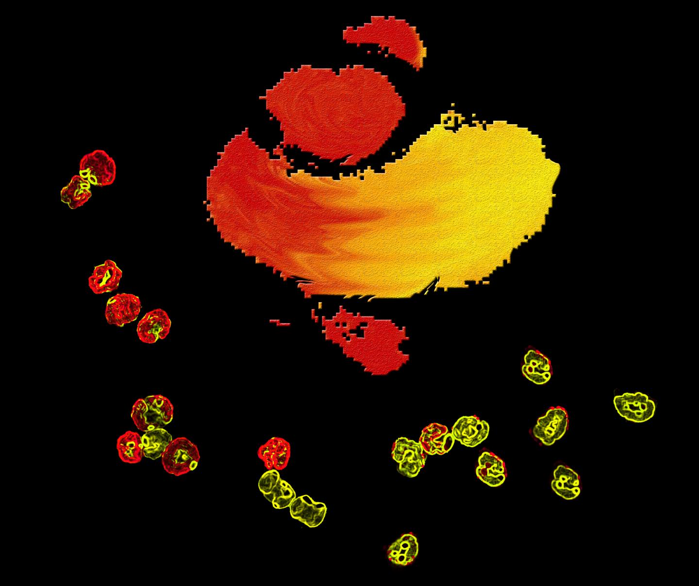 Neutrophils