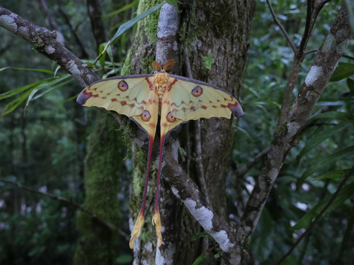 The Ancient Arms Race Between Bats and Moths (1 of 9)