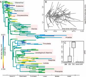 Phylogenetic based family-level body size evolution in Cambrian-Ordovician trilobites
