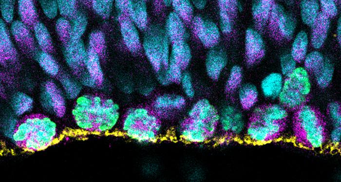 Apical progenitor cells