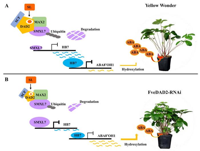 A hormone switch that shapes strawberry branching | EurekAlert!