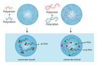 Short polymer compartments illustration