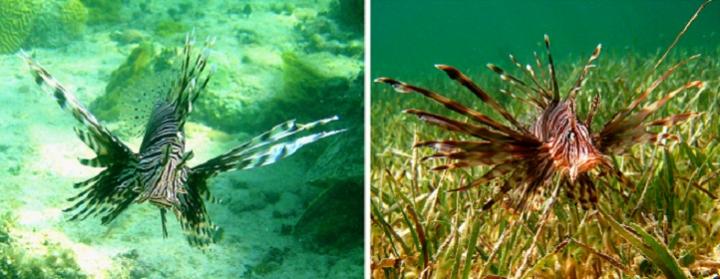 Global Study Shows Exotic Species Are a Complex Threat (1 of 2)