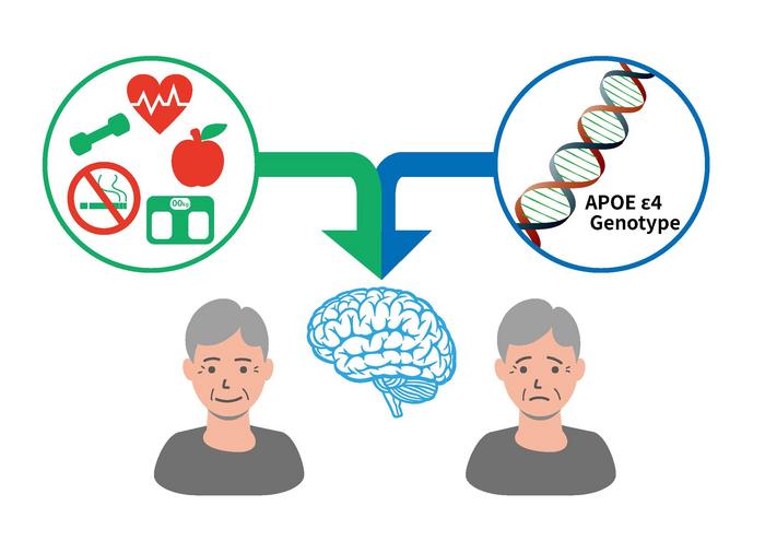 Favorable lifestyle and health factors linked to lower dementia risk even in people with one APOE ε4 allele