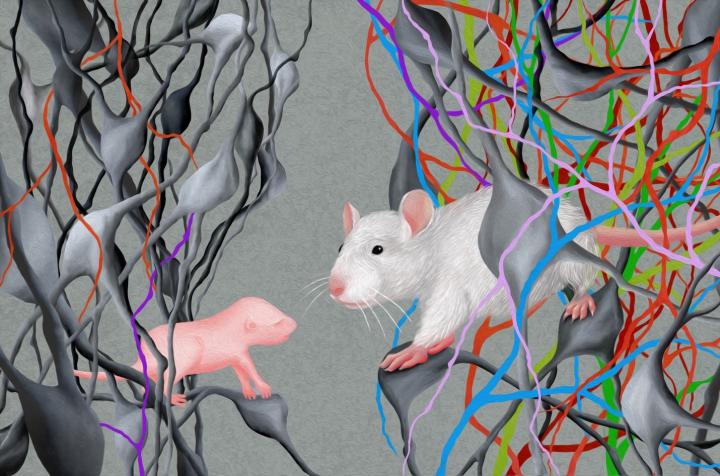 Neuronal circuits
