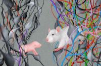Neuronal circuits