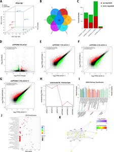Screening results and visualisation of significantly differentially expressed genes (DEGs).