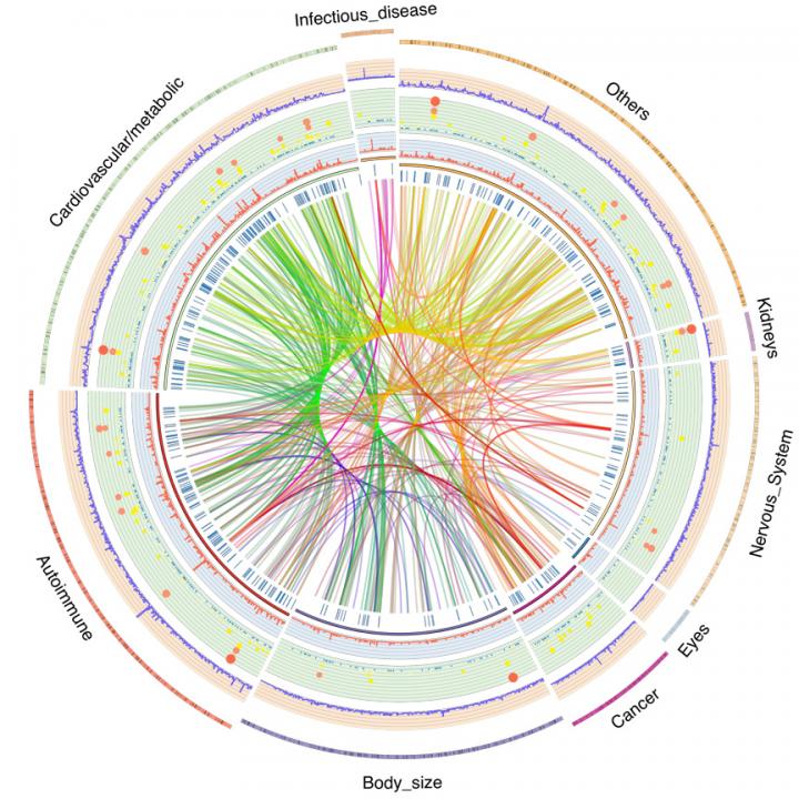 Circle Plot