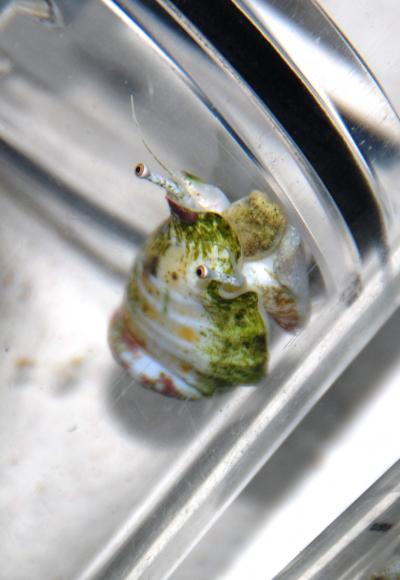 Jumping Snails