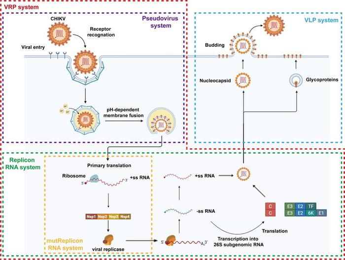 Overview of the complementary CHIKV functional evaluation systems established in this study
