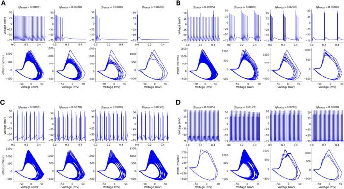 The effect of stimulation frequency on neuronal activity. As the frequency increases from 2 Hz (A) to 50 Hz (D), neuronal firing becomes increasingly regular and stable