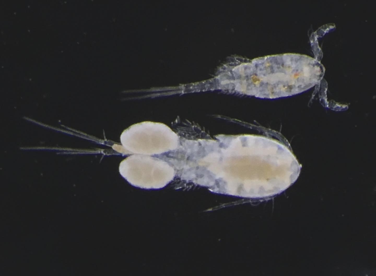 Road Salt Alternatives Alter Aquatic Ecosystems