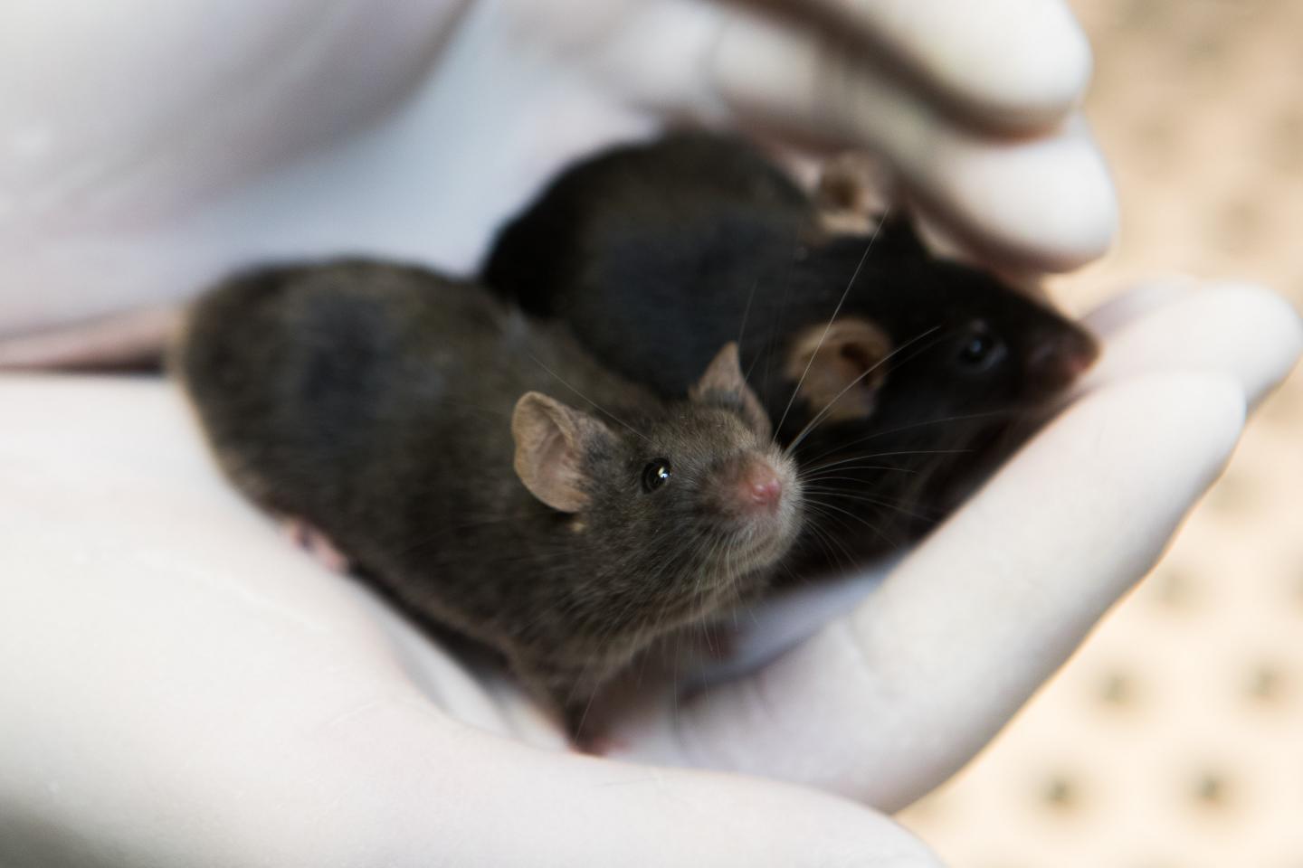 Mice in the Lab