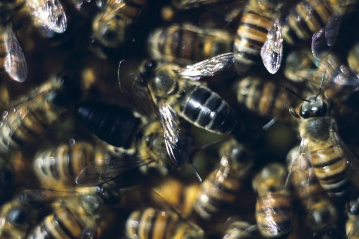 Cape Bees 3