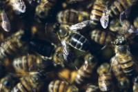 Cape Bees 3