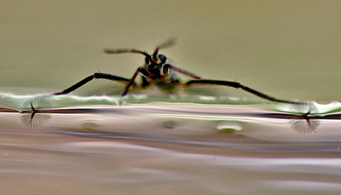 Rhagovelia water strider showing fans