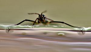 Rhagovelia water strider showing fans