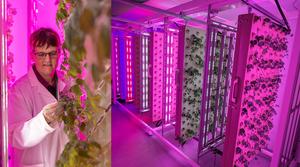 Tracy Lawson in the commercial-standard vertical farm in the University of Essex’s pioneering STEPS lab.