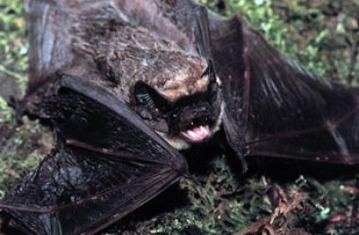 Bat