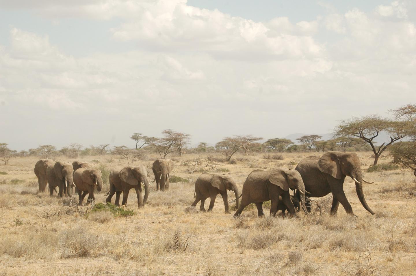 Orphan Elephants
