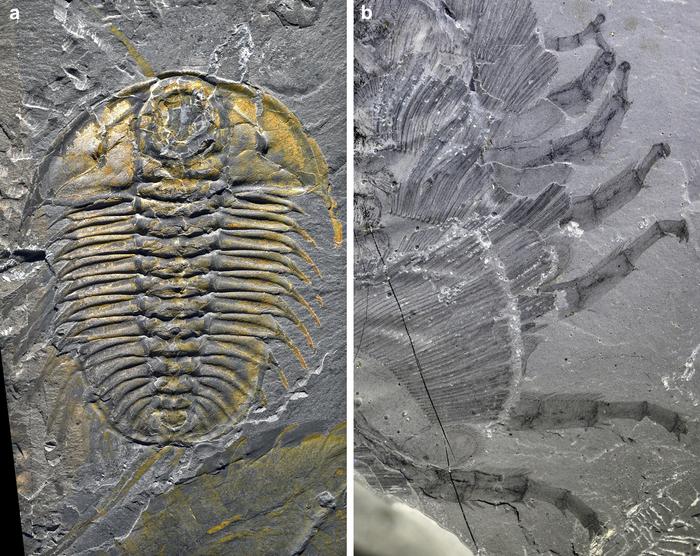 The trilobite Olenoides serratus with preserved limbs from the Burgess Shale.