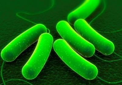 <I>E. coli</I>