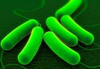<I>E. coli</I>
